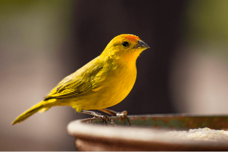 A bright yellow canary faces toward the right of the frame.