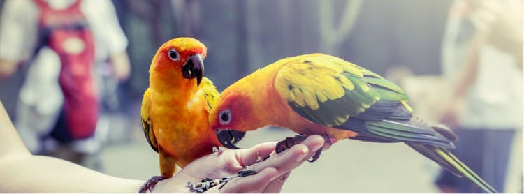 Two birds eat feed out of their owners hand.