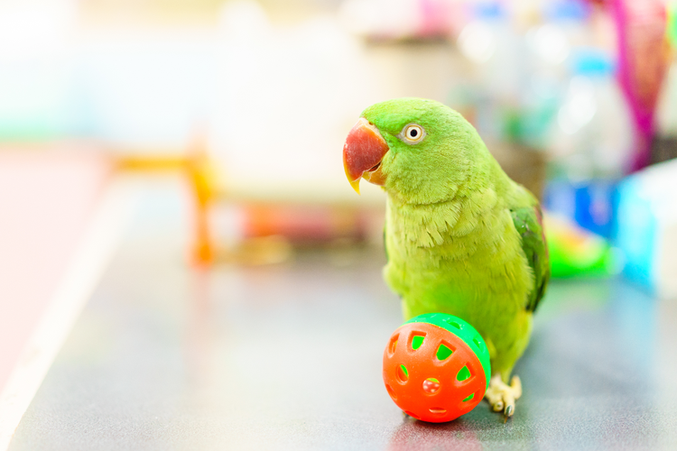 A pet tropical bird with a red and green ball.