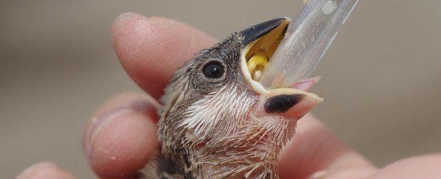 Feeding Baby Blue Jays: A Comprehensive Guide For Proper Care And