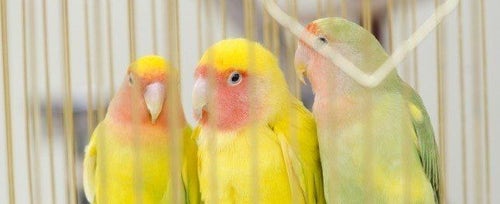 Cost sales of parakeet