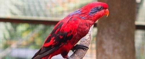 Red lory deals