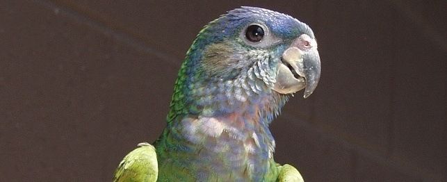 Choosing A Blue-Headed Pionus