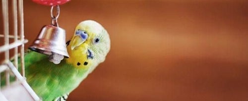 Pet Birds: Choosing a Budgie or Parakeet