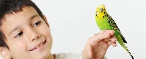 Pet birds for store kids