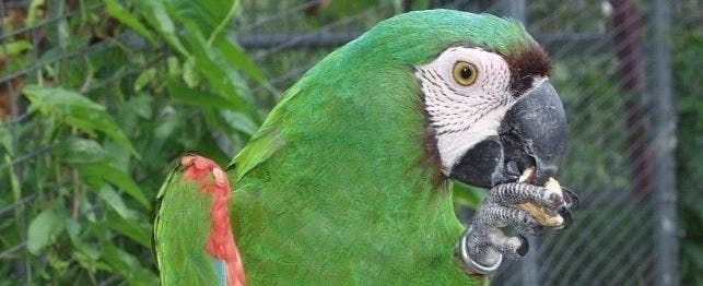 severe macaw lines