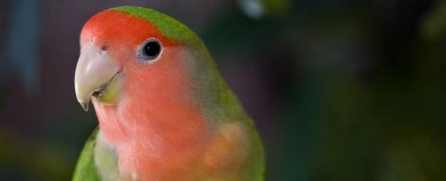 How to choose the best cage for a lovebird - Lovebirbs