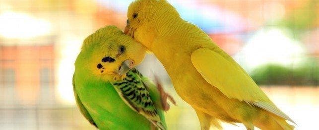 Important Information about 10 of the Most Common Budgie Diseases