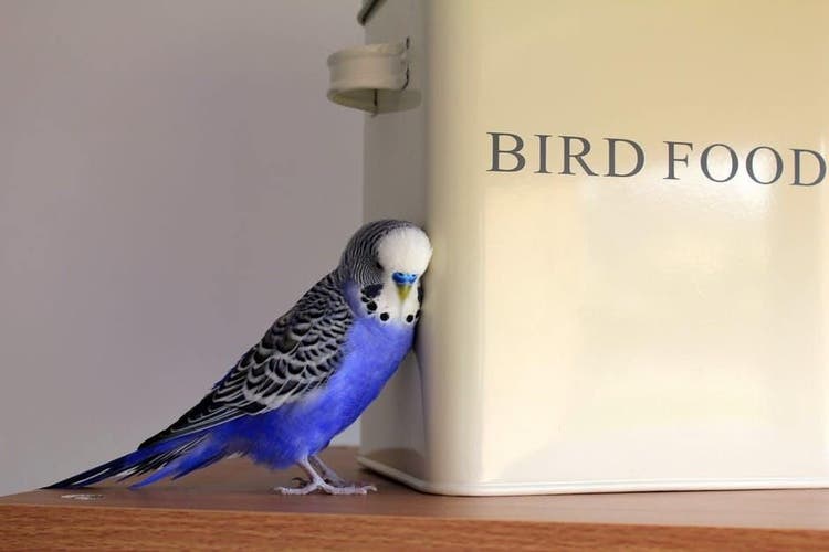 A blue and grey bird leans against a box of feed.