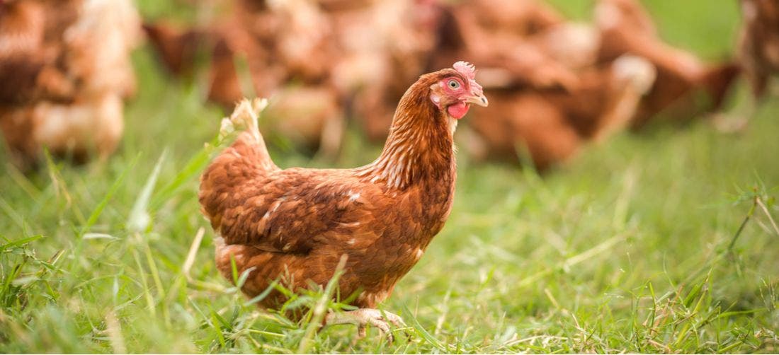 Are You Safely Handling Your Backyard Chickens? - PetPlace