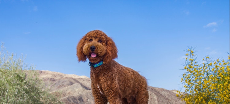 A cute and smiling brown Labradoodle.
