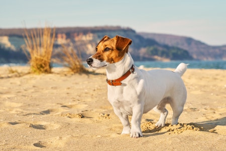 Jack russell terrier store without tail docked