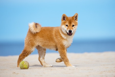 Sanin shiba hot sale inu