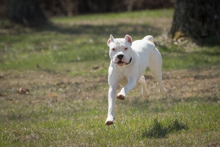 Dogo Argentino - PetPlace