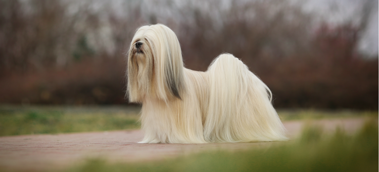 A white Lhasa Apso with long hair poses in a natural setting.