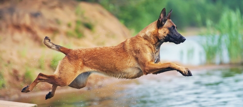 Belgian 2024 malinois small