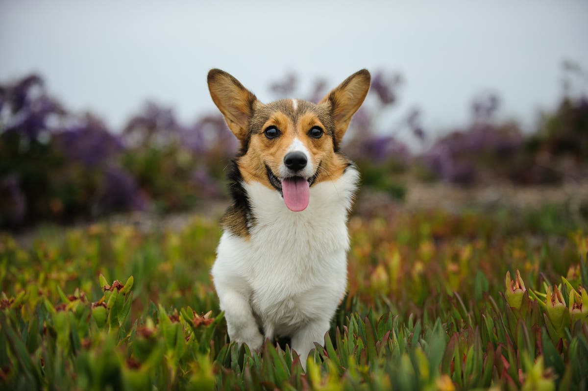 Pembroke Welsh Corgi Facts: 8 Things to Know About This Herding Breed