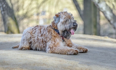 Soft-Coated Wheaten Terrier: Breed Characteristics & Care