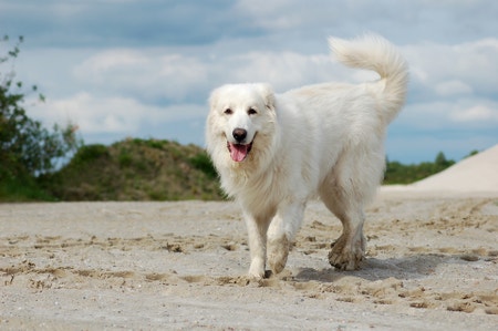 Great pyrenees outlet stuff