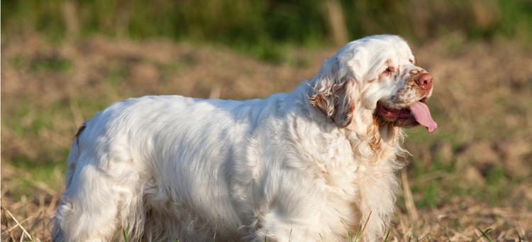 A happy and husky Clumber Spaniel.