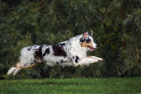 The Ultimate Guide to Caring for an Australian Shepherd