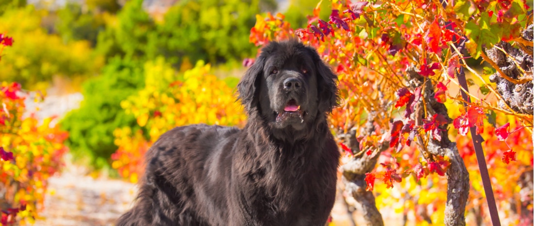 Best food for outlet newfoundland puppy