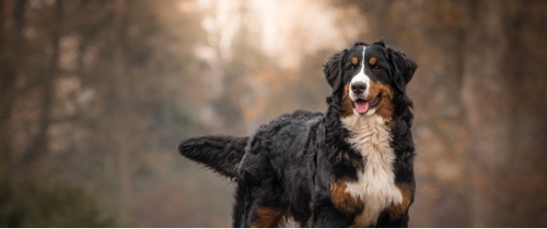 Bernese mountain dog average sales weight