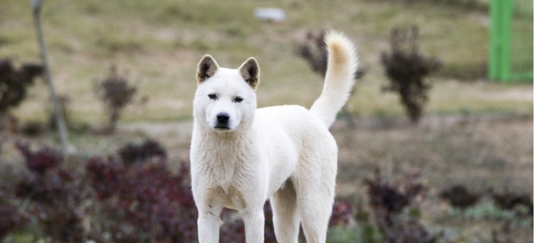A Jindo stands proudly.
