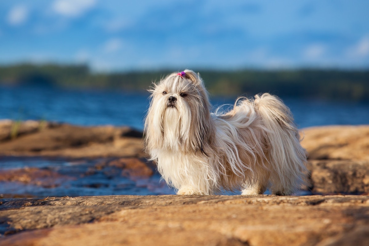 Shih tzu 2025 straight hair