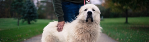 Great pyrenees outlet diet