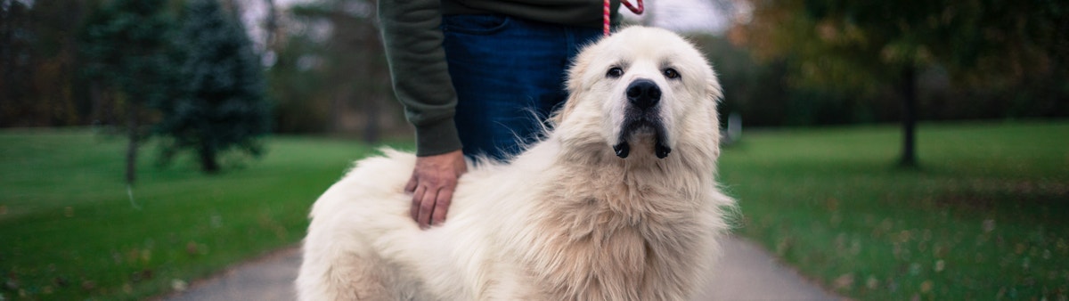 Loyal great hot sale pyrenees