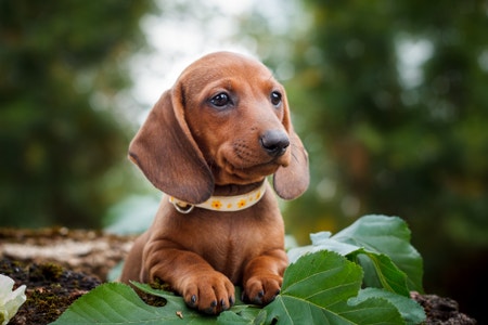 Dachshund popularity store