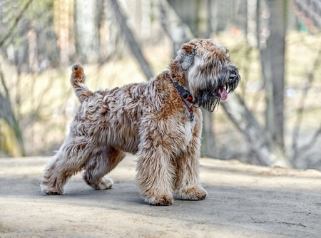 Soft Coated Wheaten Terrier - All About Dogs