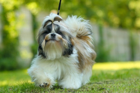 Age of shih tzu in sales human years