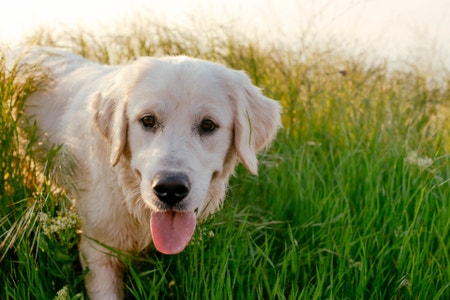 Labrador retriever deals temperament gentle