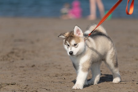 How to Care for a 2-Month-Old Alaskan Malamute Puppy - Essential Tips & Insights