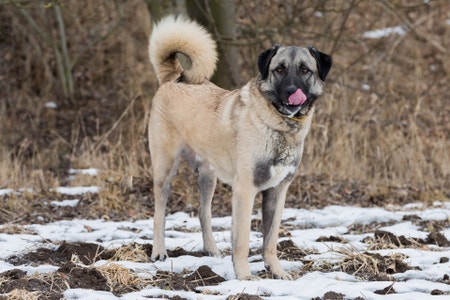 Anatolian shepherd life sales expectancy