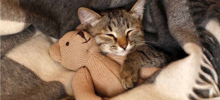 A cat sleeps with their favorite stuffed bear.