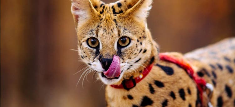 A serval cat licks their lips.