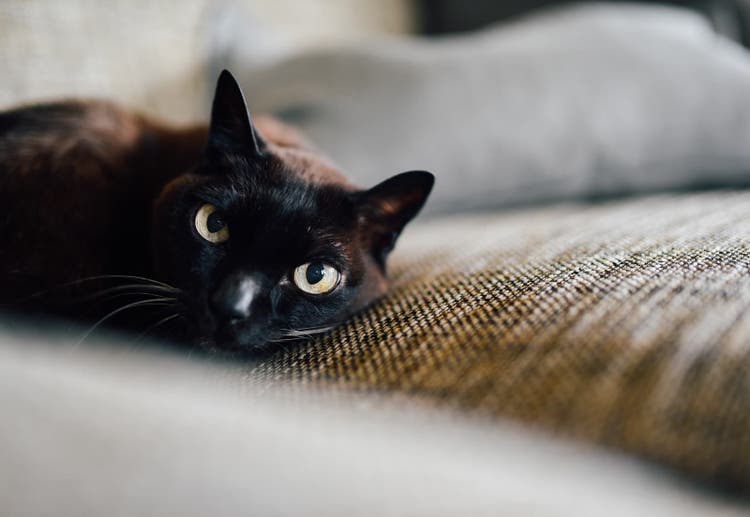 A black cat relaxes on the couch.