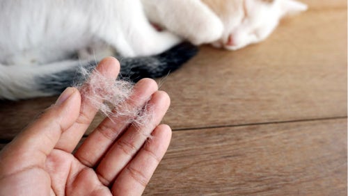 Dog shedding best sale fur in clumps