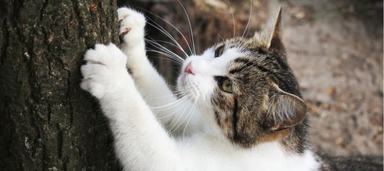 A cat sharpens its claws on a tree.