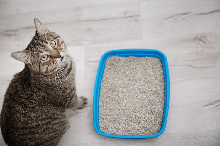 A grey cat stands outside a blue litter box and looks up at the camera.