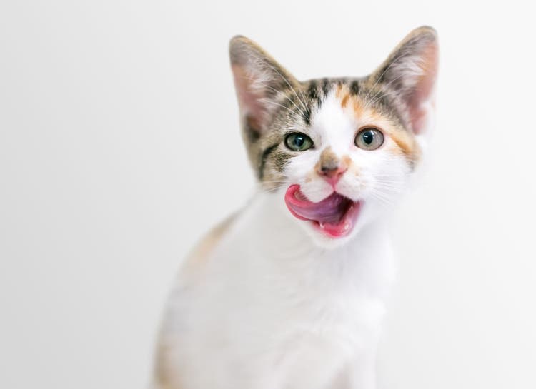 A calico tabby domestic shorthair kitten licking its lips.