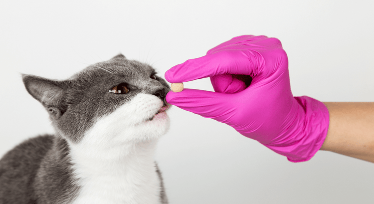 A gloved hand offers an Esomeprazole to a cat