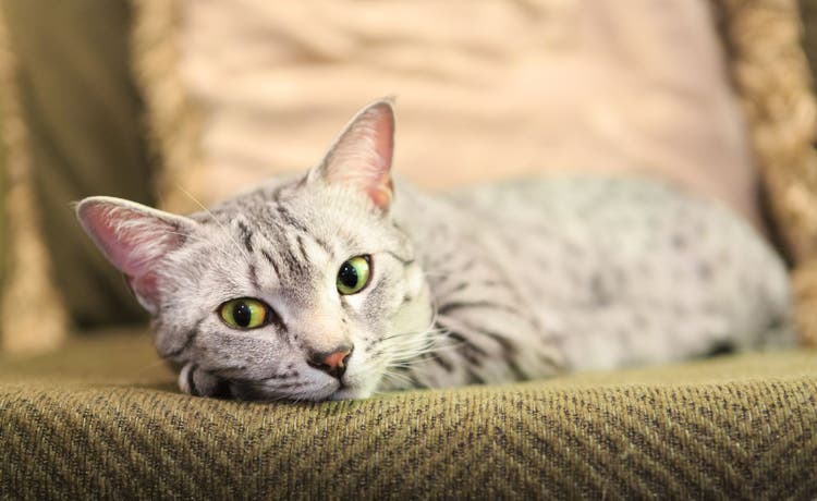 home care for the cat with vomiting or diarrhea