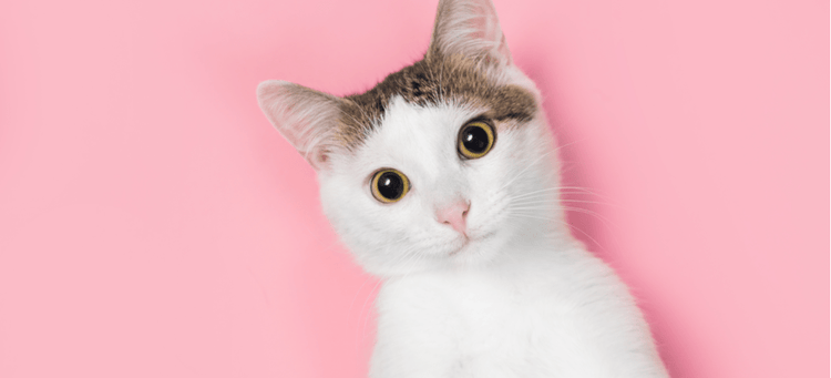 Hilarious cat on a pink background.