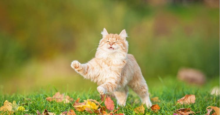 Learn the science behind cats landing on their feet.