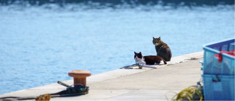 Cats on Tashirojima Island in Japan.