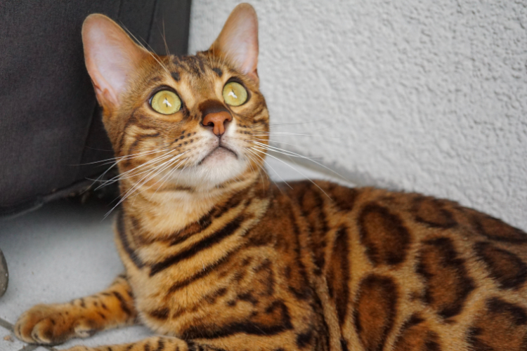 An Egyptian Mau cat, the best act breed for a Pisces